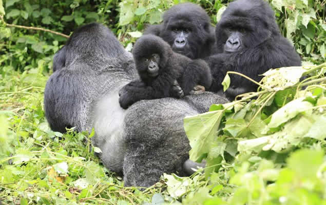 Bikyingi Gorilla Family Silverback Male 