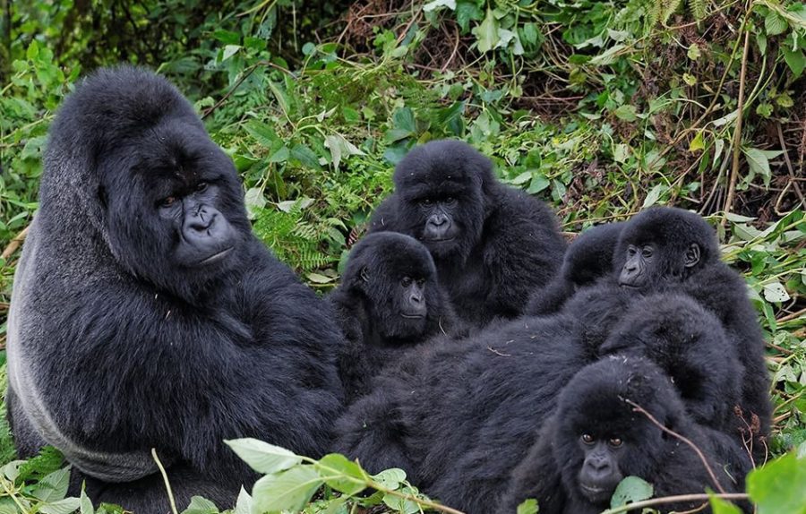 Bitukura Gorilla Group: Ruhija Sector Trekking Guide 2027