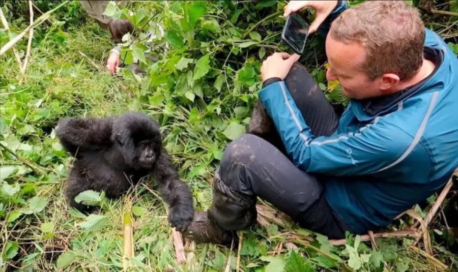 Budget Gorilla Trekking in Uganda: 2027 Cost-Cutting Guide