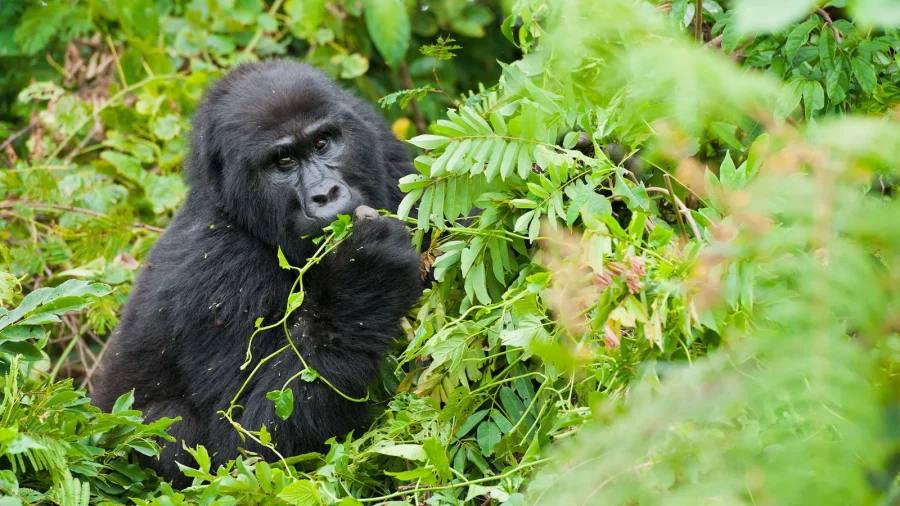 Bushaho Gorilla Family: Nkuringo Sector Trekking Guide 2027