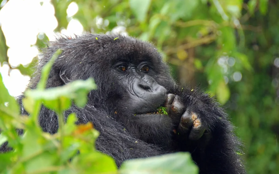 Busingye Gorilla Family: Rushaga's 'Peace' Group Profile