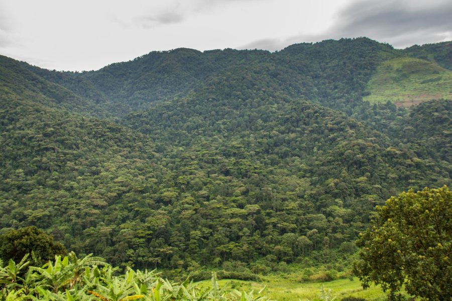 Best time to go gorilla trekking in Uganda: dry season Bwindi Trail