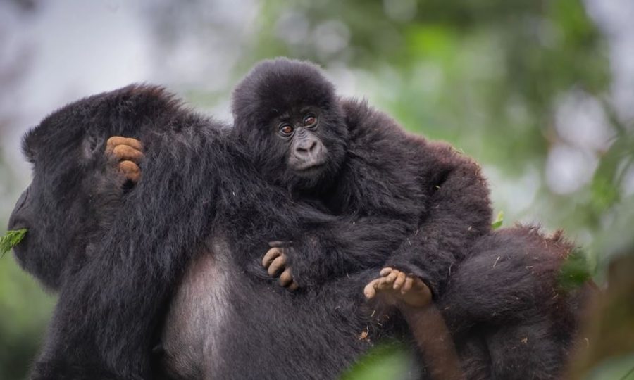 Frequently Asked Questions About Gorilla Trekking