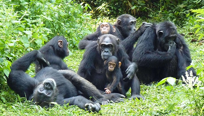 Kibale Chimps