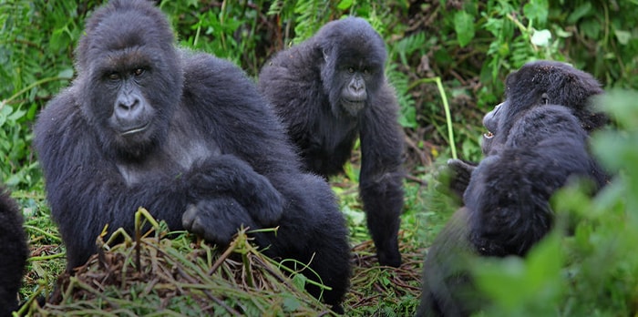 1 Day Gorilla Trekking Uganda from Kigali