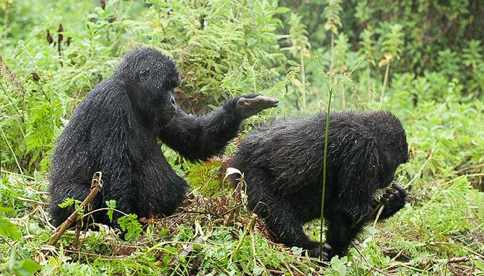 Mgahinga Gorilla Trekking